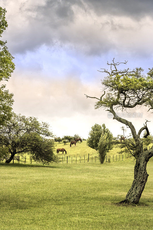 家畜场，马球马在优秀的自然牧场，潮湿的Pampa, Córdoba，阿根廷。